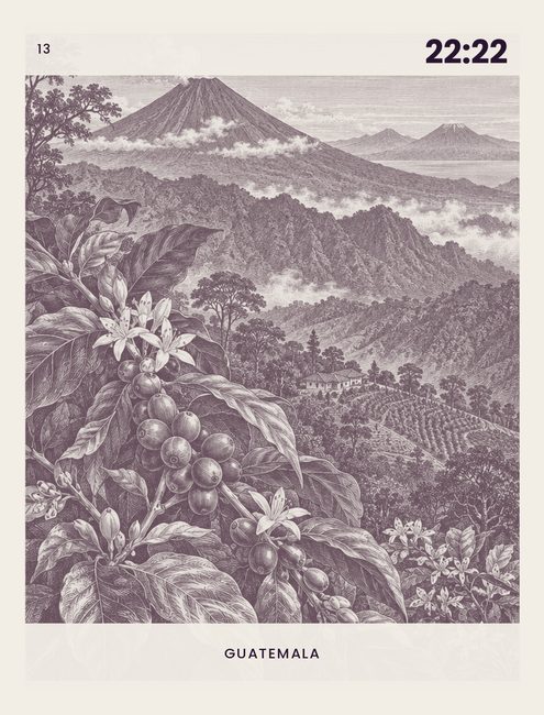 13 — Geisha, by way of Malawi.